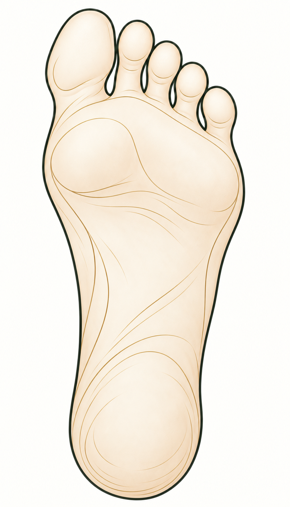 Illustration of the sole of a foot for the interactive reflexology guide